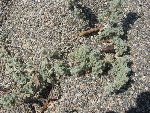 Medicago marina